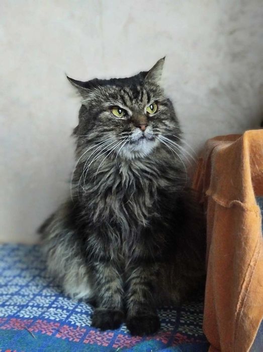 Пушистая красивая кошка Марфуша, 6-7 лет, стерилизована