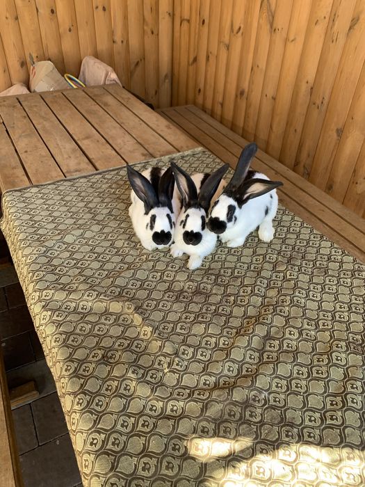 Німецький строкач