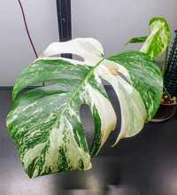 Monstera Variegata