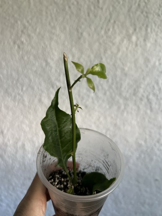 Продам бугенвілію