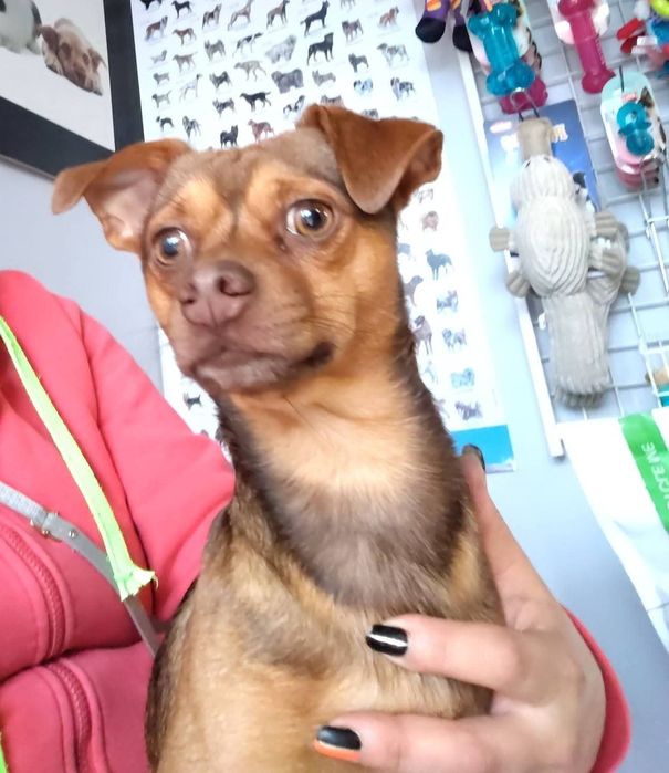 Karmel do adopcji