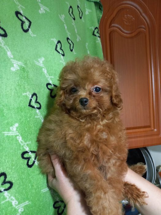 Хлопчик мальтіпу редбраун