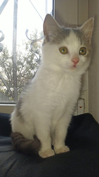 Кот, кошка, котята отдам даром в хорошие руки