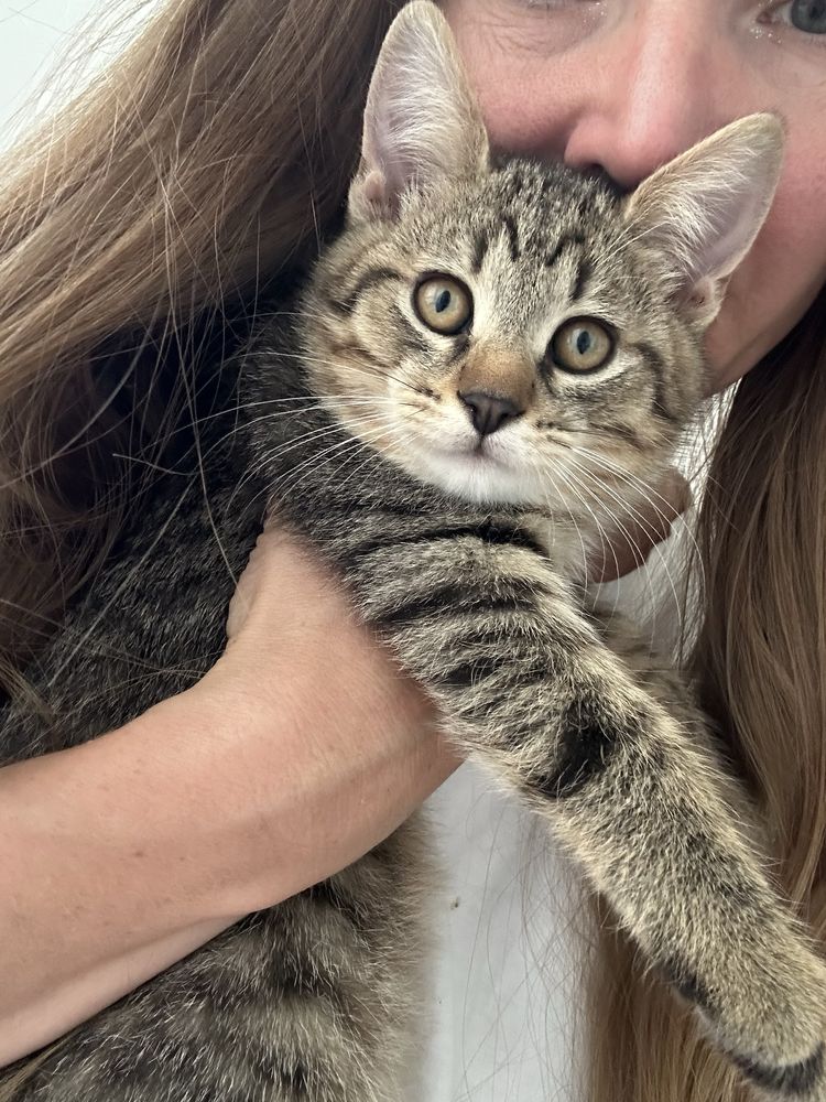 Кошеня хлопчик смугастий