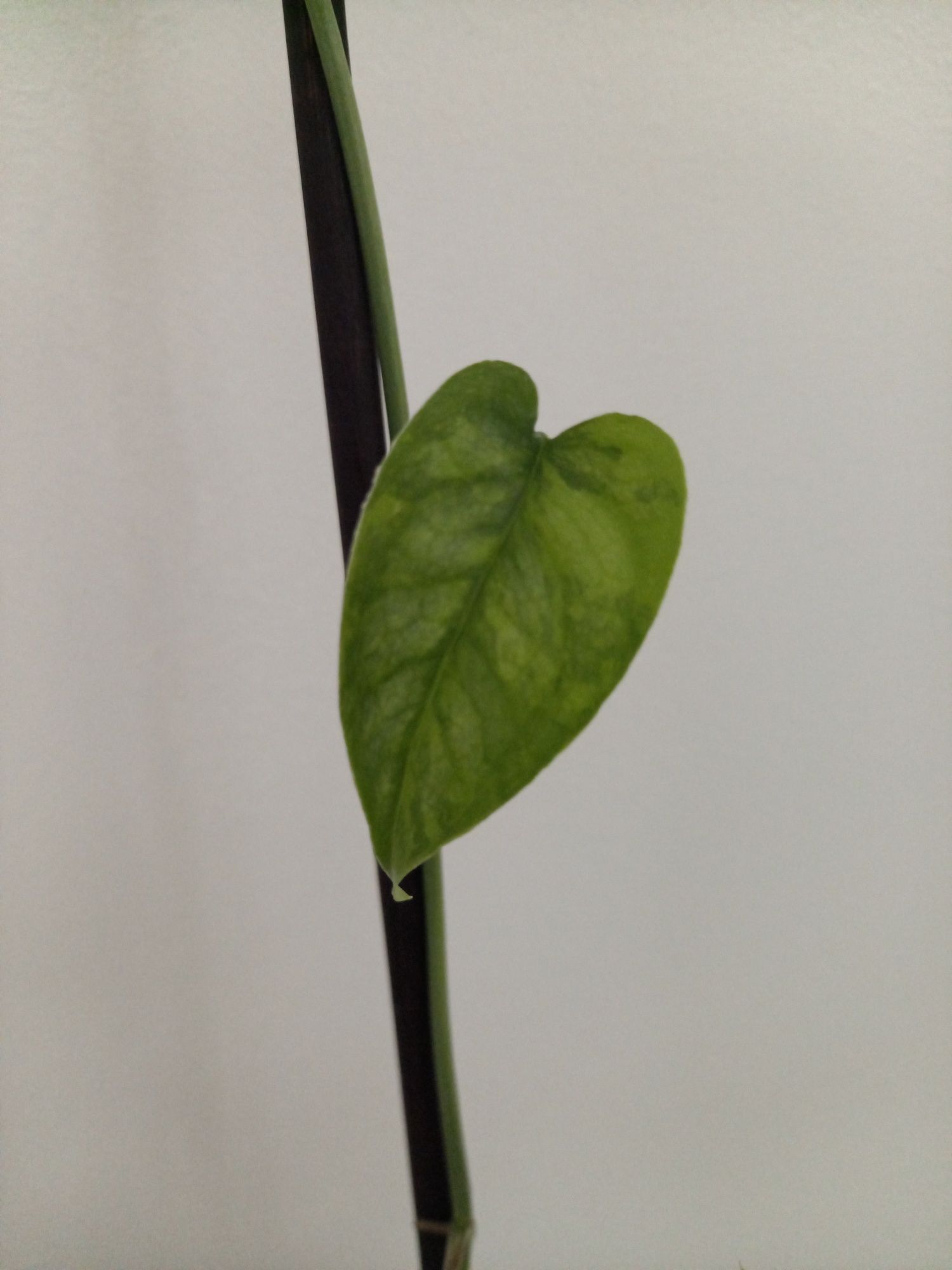 Monstera Siltepecana Variegata