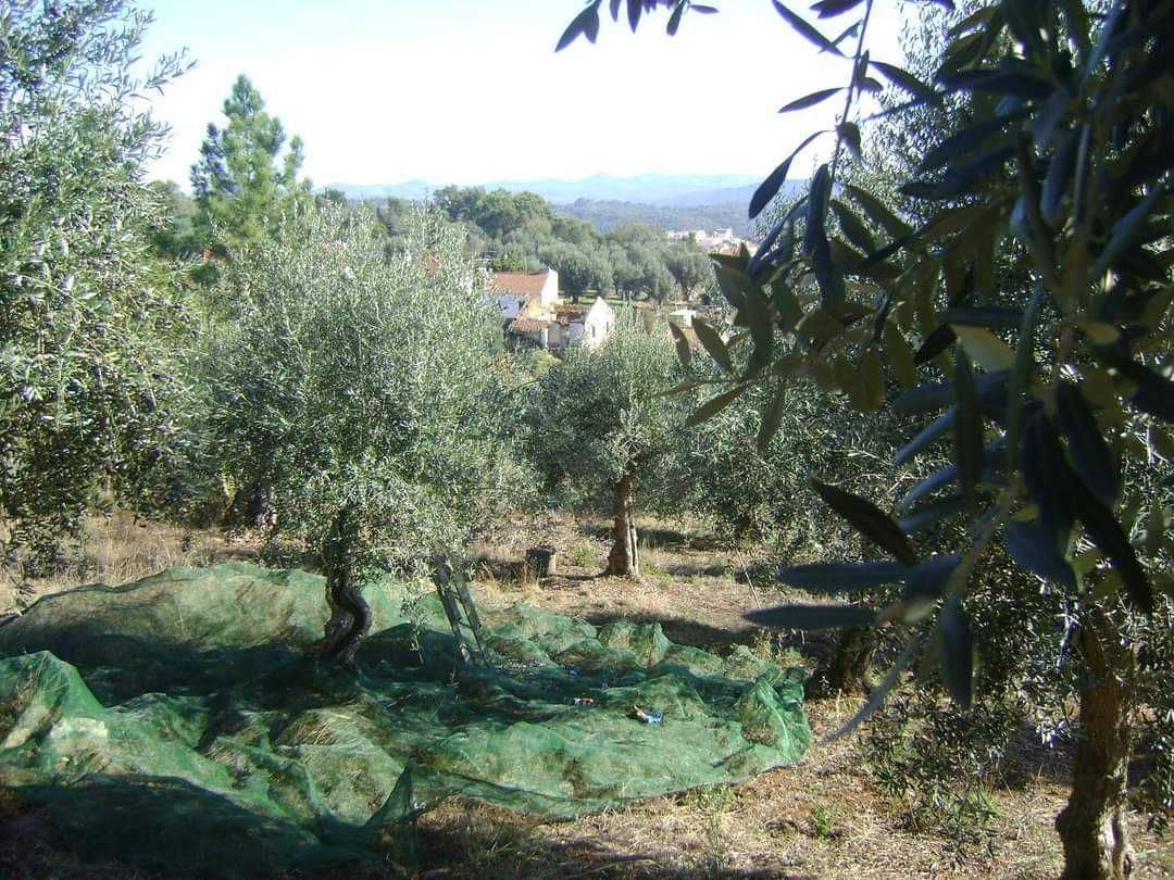 Propriedade rústica Alto Douro vinhateiro gravuras Foz Côa