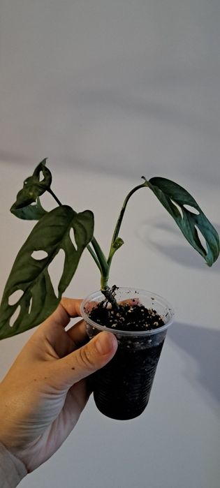 Монстера манкі маск обмін на епіпремнум неон