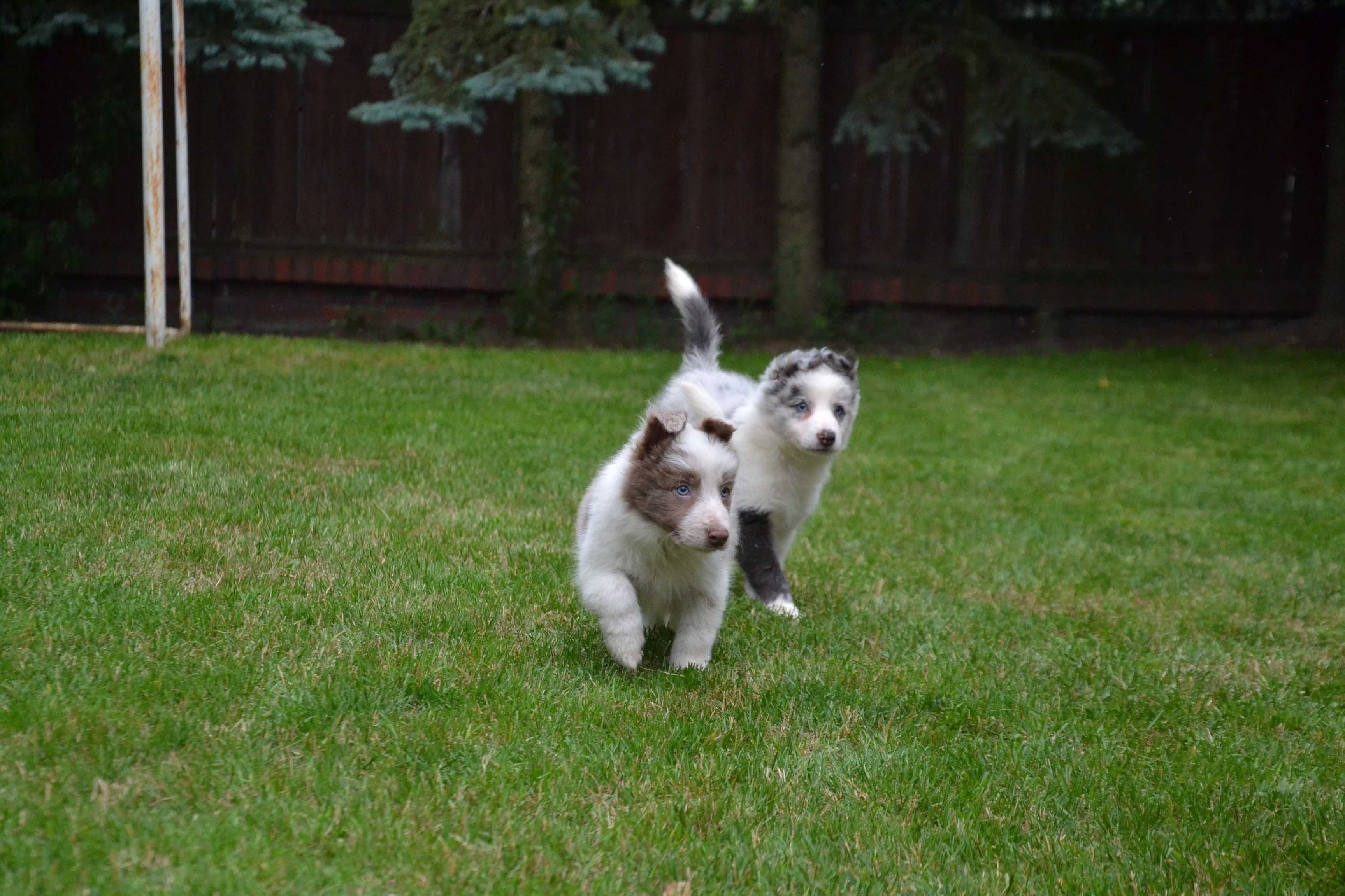 Border Collie red white piesek