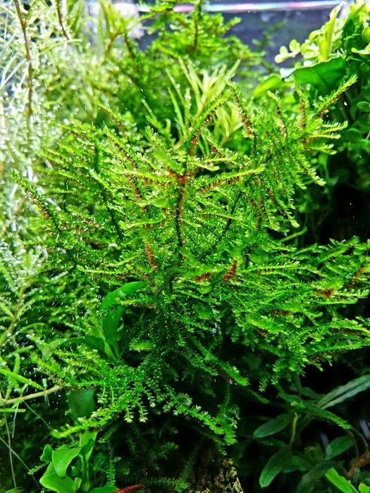 Christmas moss mech prosty