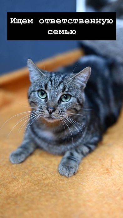 Котик Тимофей из приюта бесплатно