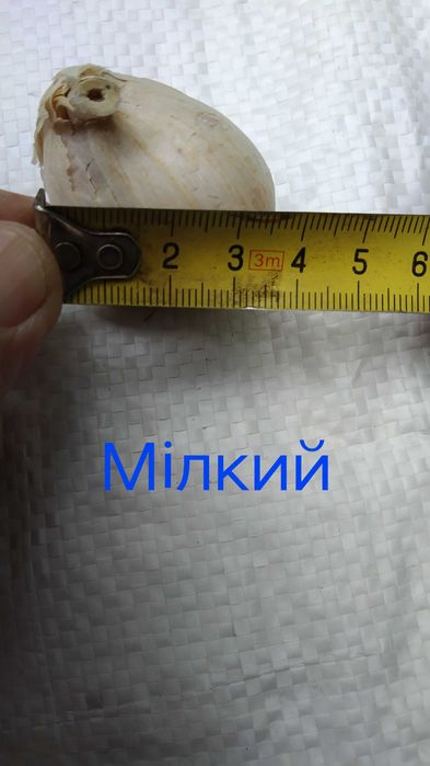 Продам домашній часник