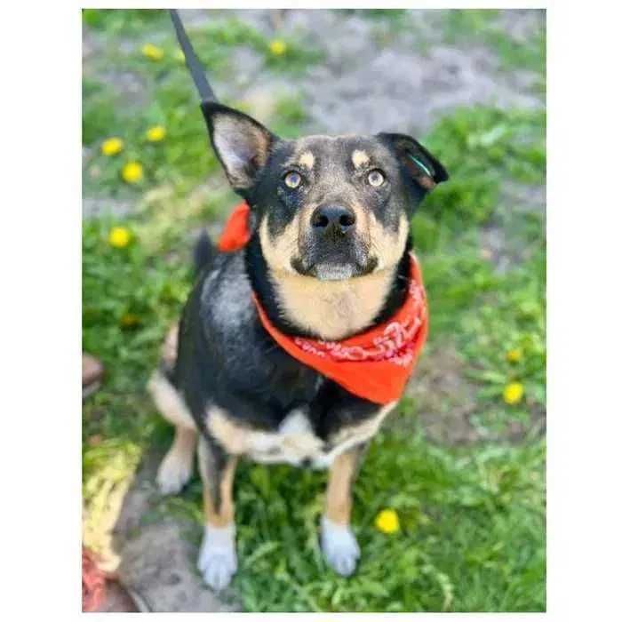 Спокойная собака в добрые руки