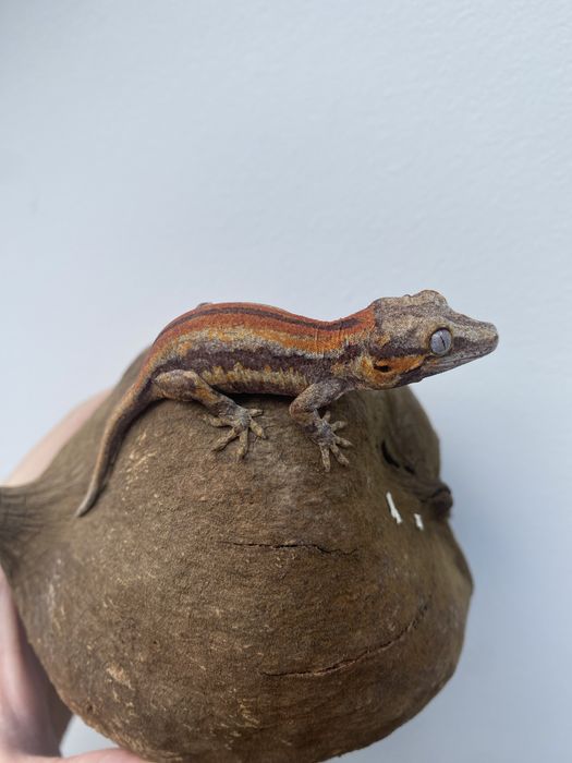 Gekony uszate, gar. gulcowe