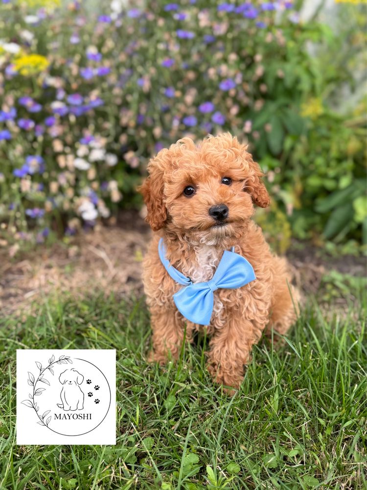 Biszkopt Samiec Odbior Maltipoo F1b Wyprawka Badania genetyczne