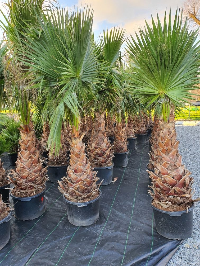 Washingtonia Robusta palma mrozoodporna -5° ogród  basen  taras palmy