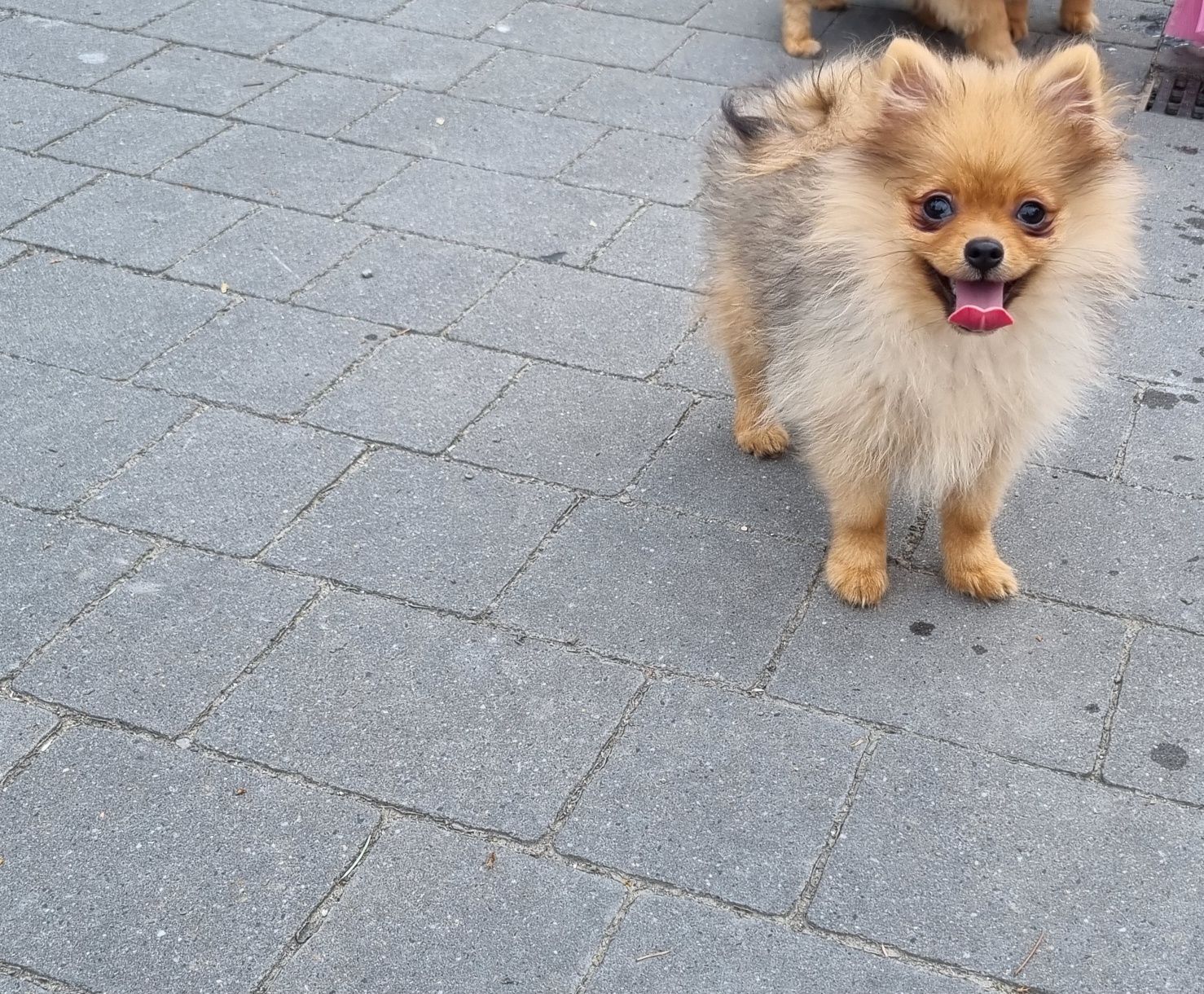 XXS malutka urocza BONNY sunia pomeranian, szpic miniaturowy. Cudowna