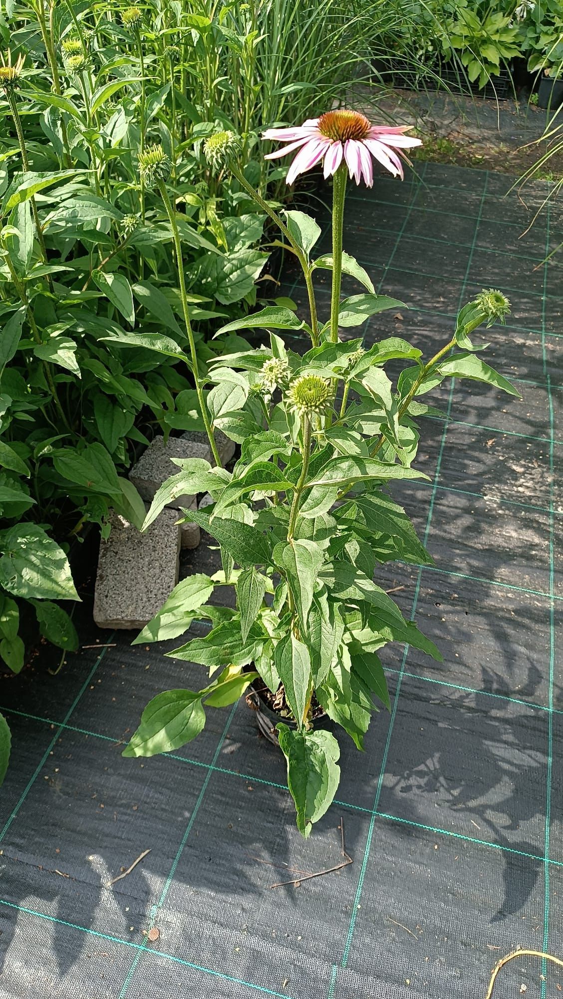 Jeżówka purpurowa Echinacea Purpurowa - duże gęste sadzonki