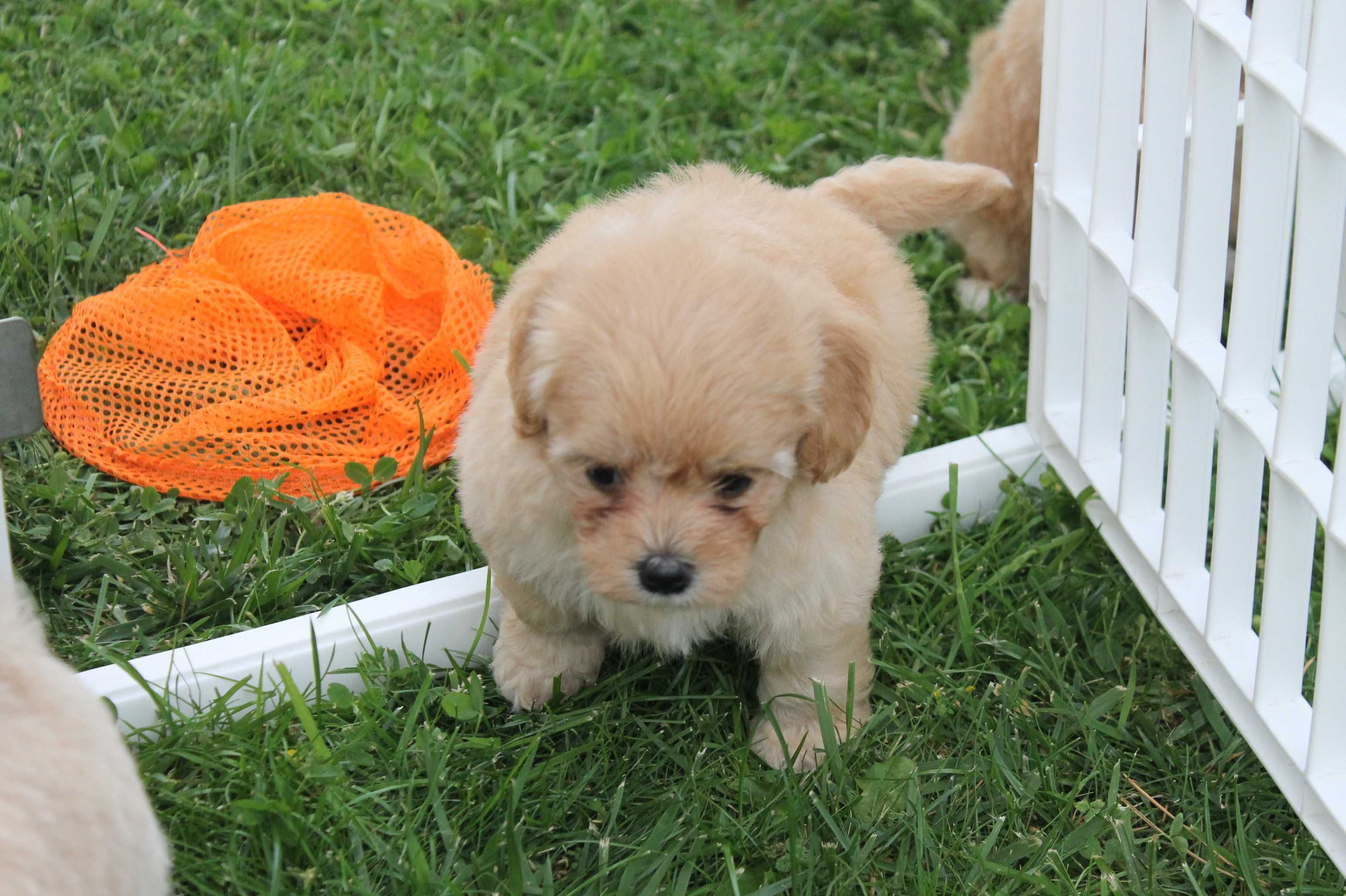Maltipoo śliczna suczka - certyfikat, wyprawka