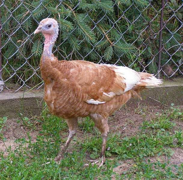 Indyki kolorowe czarne i czerwone