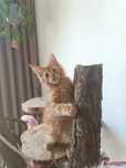 Irys Maine Coon  rudasek