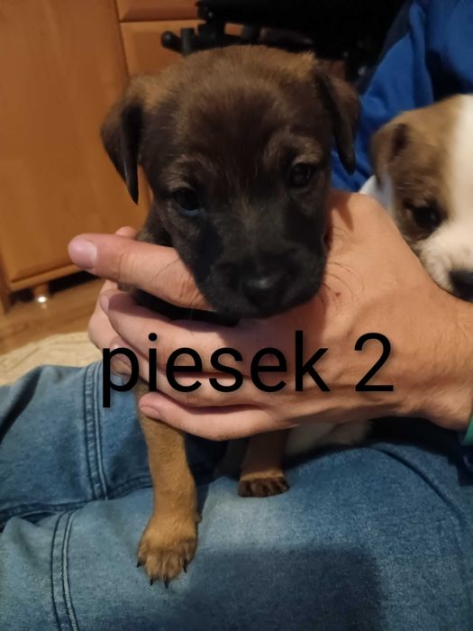 Pieski za darmo do oddania