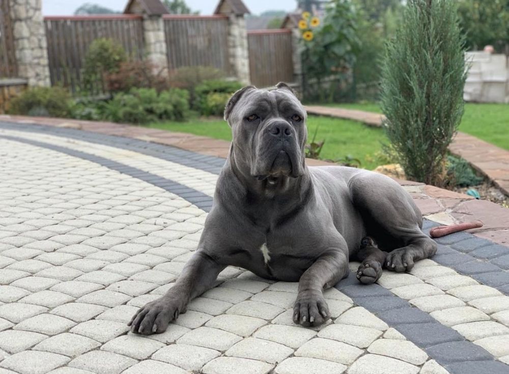 Щеночки-Cane corso Italiano