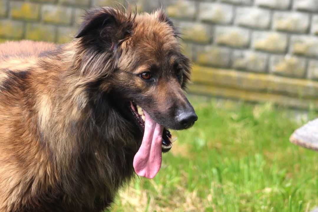 LUK szuka domu na zawsze :)