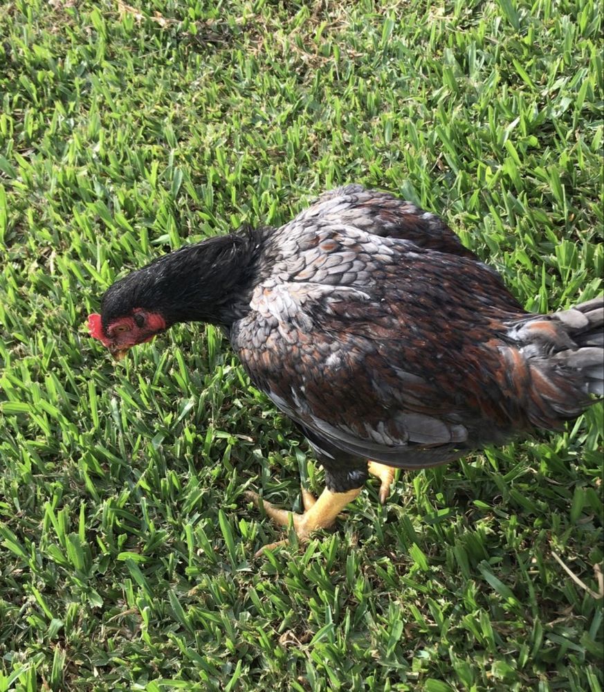 Galo cornish para venda