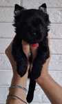 Piesek Black Yorkshire Terrier