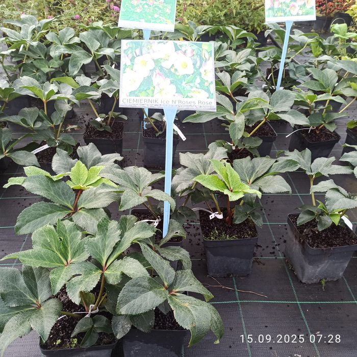 Ciemierniki helleborus.