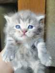 Продам шотландских котят