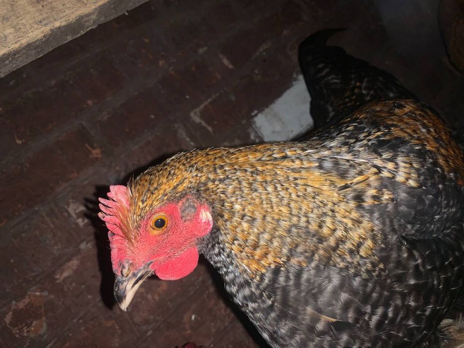 Півні різних порід