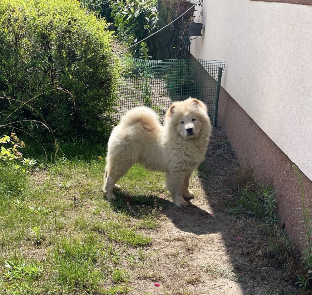 Chow Chow - piękna SUNIA