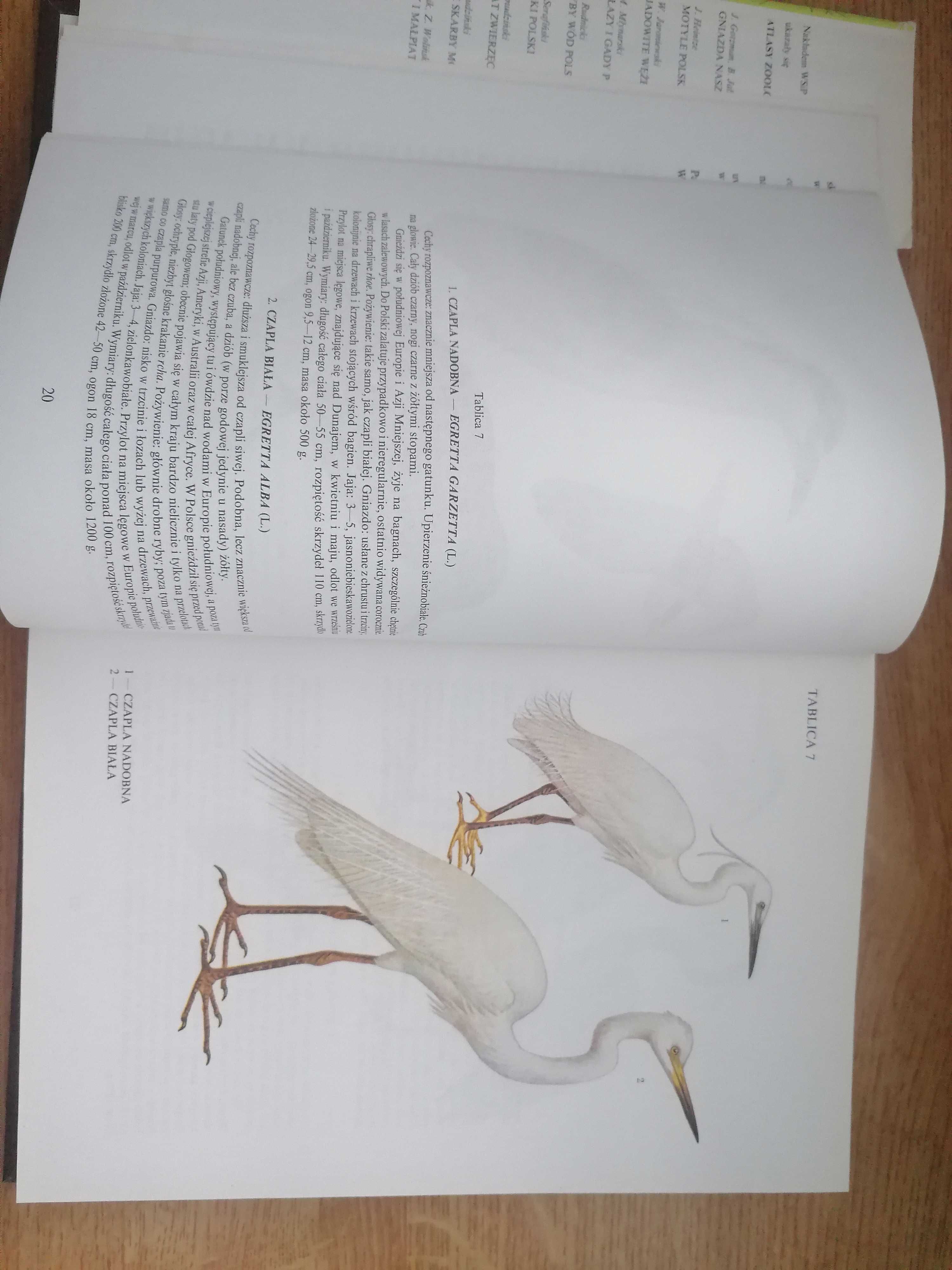 Atlas Ptaki Polski -Jan.Sokołowski.