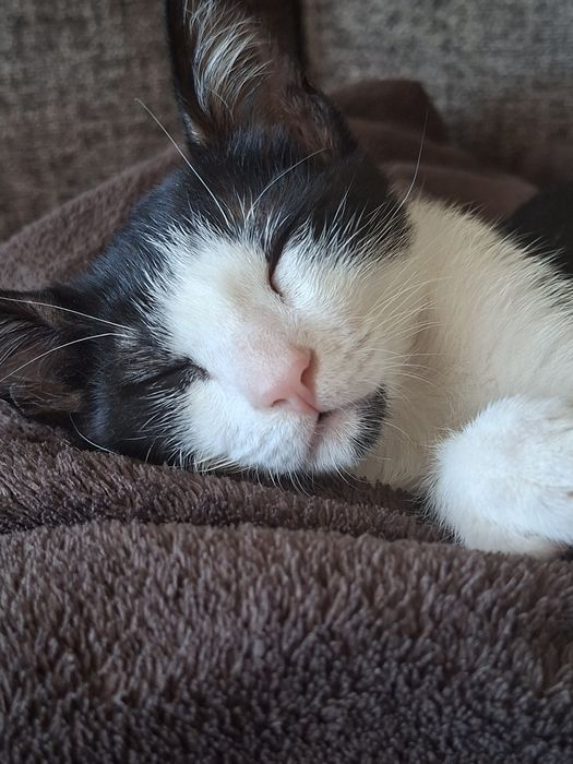 Gatinho bebé para adopção