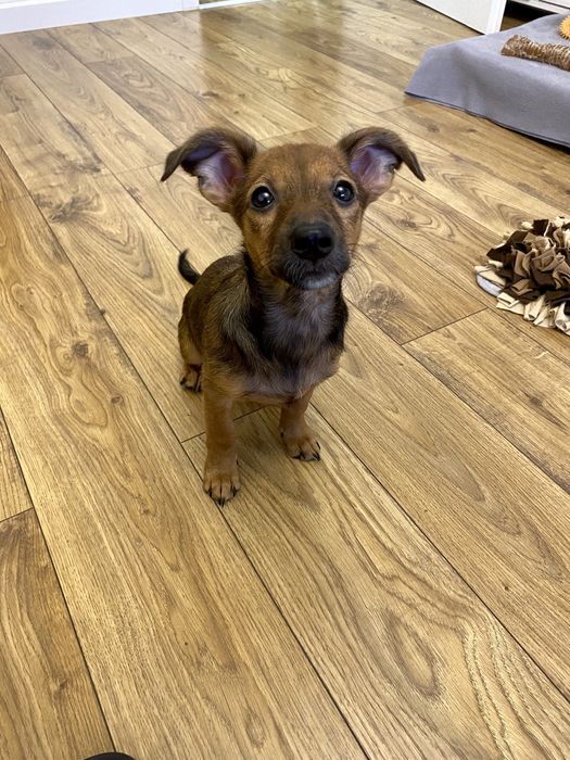 Didi-delikatna suczka-szczeniak czeka na spokojny dom