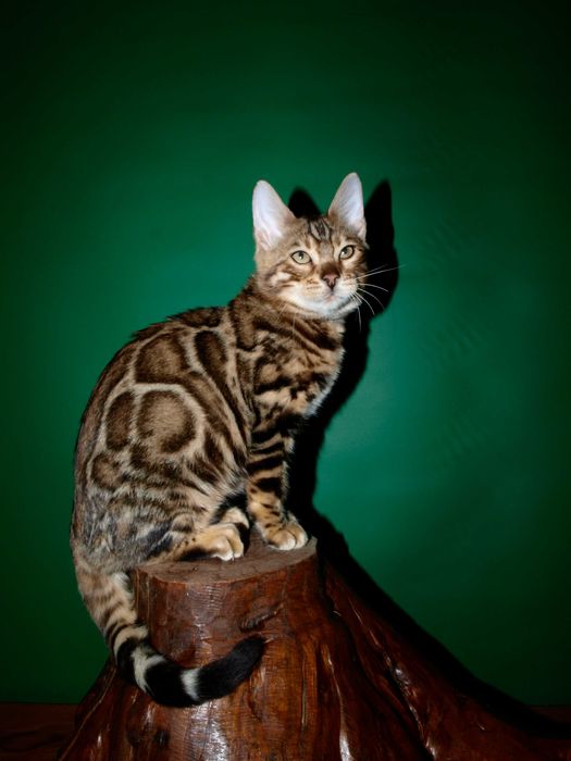 Мальчик красавчик. Распродажа. Документы.