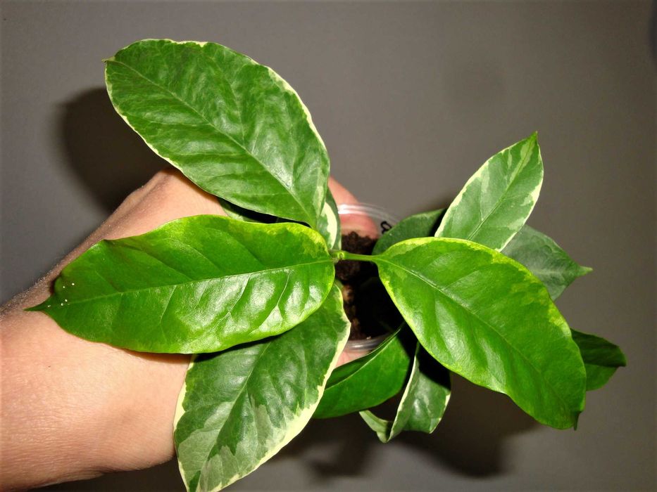 Хойї Хойя Hoya Multiflora variegata