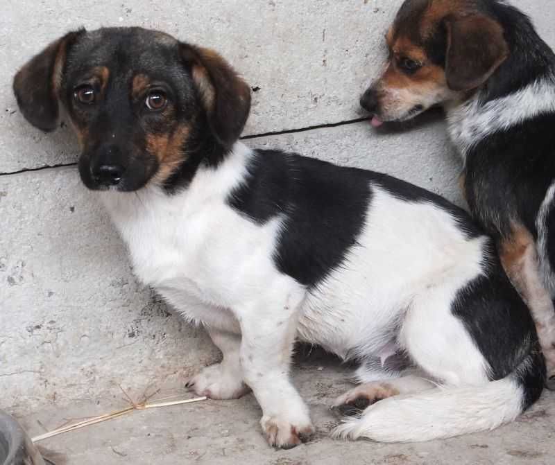 LOLO pies nieduży, biały w plamy, zdystansowany do adopcji