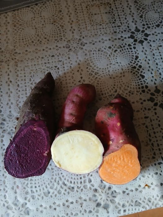 Батат Вінницький, Баю Бел