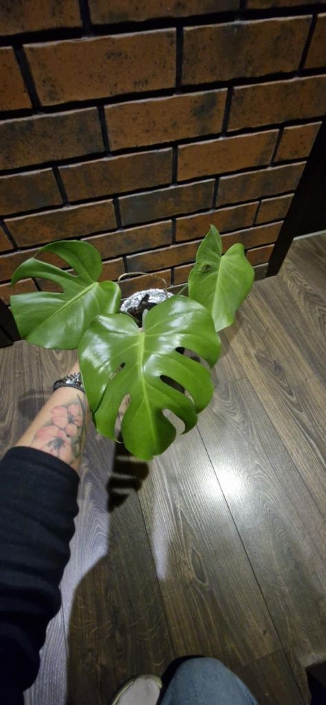 Monstera dziurawa.Dorosłe rośliny sadzonki.