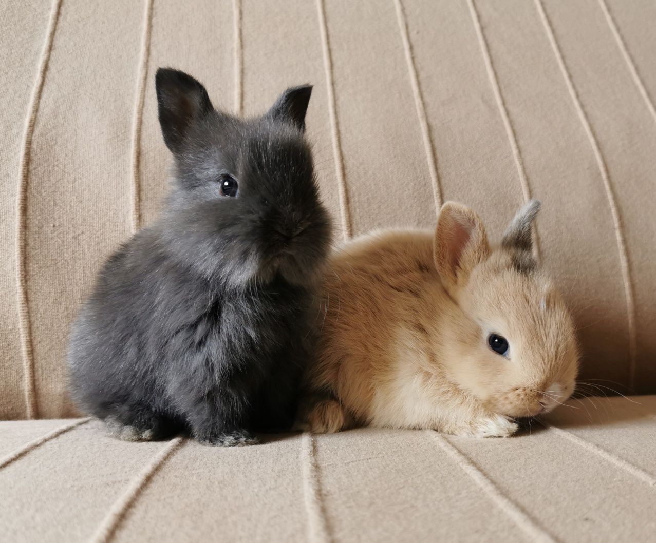 Coelhos anões mini holandês e angorá muito dóceis, KIT completo