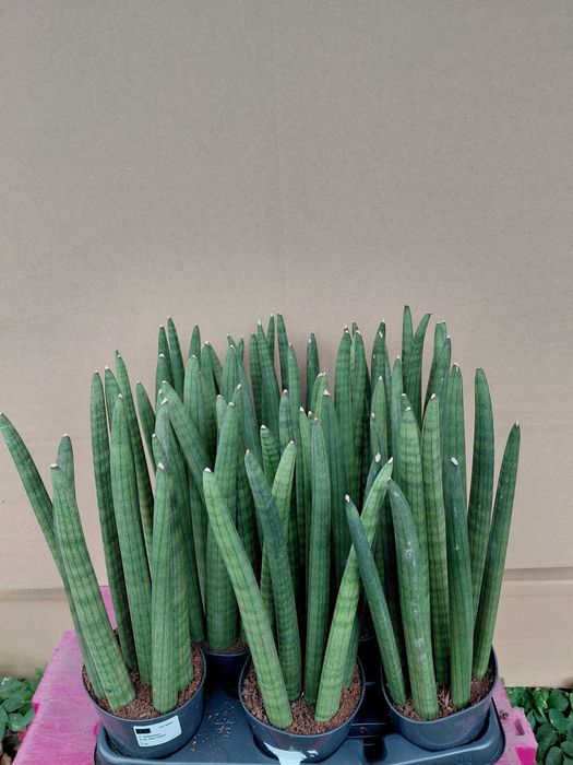 Sansevieria cylindrica, Sansewieria cylindryczna 42cm WYSYŁKA