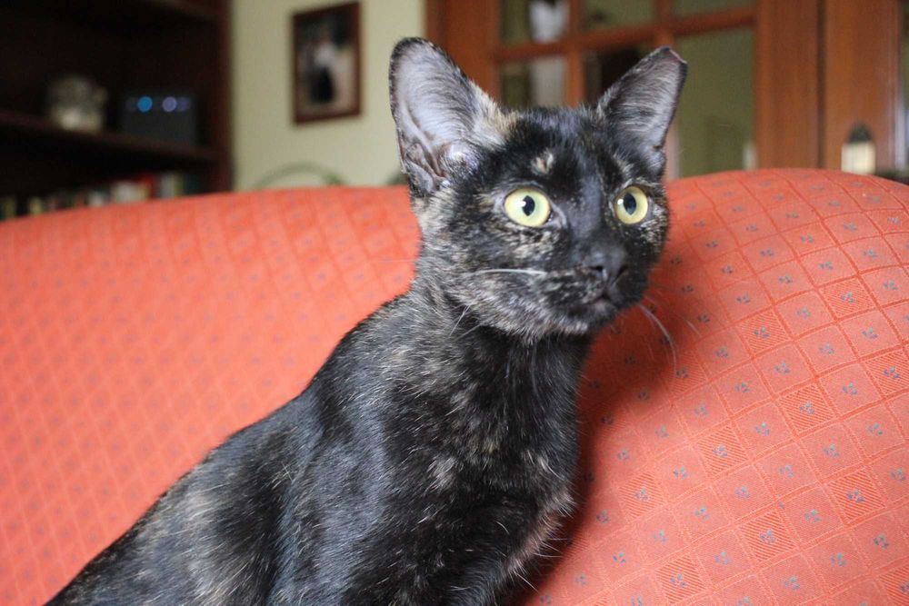 ESTERILIZADA | Gatinha disponível para adoção muito responsável