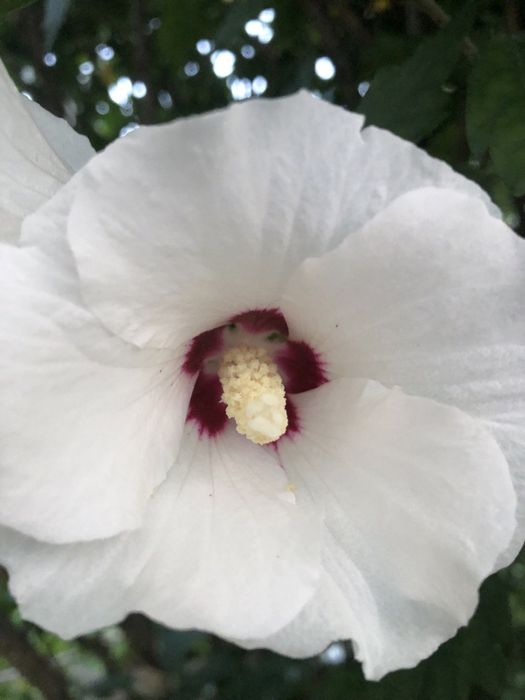 Гібіскус сирійський