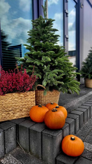 Choinka jak żywa Jodła szlachetna PE w ozdobnej donicy 180 cm