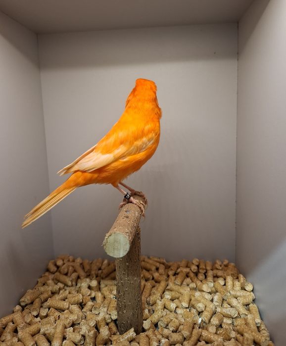 Kanarki czerwone,  samce.