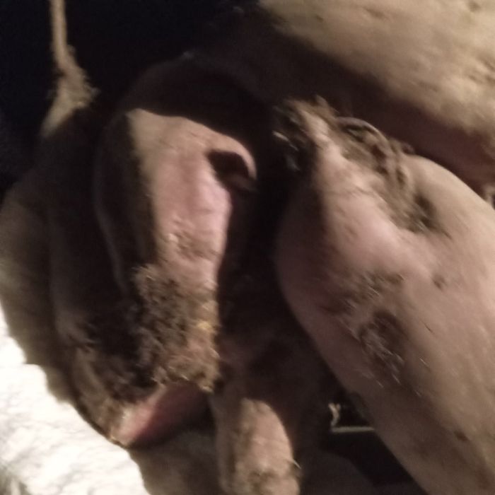 Продам бур'як кормовий