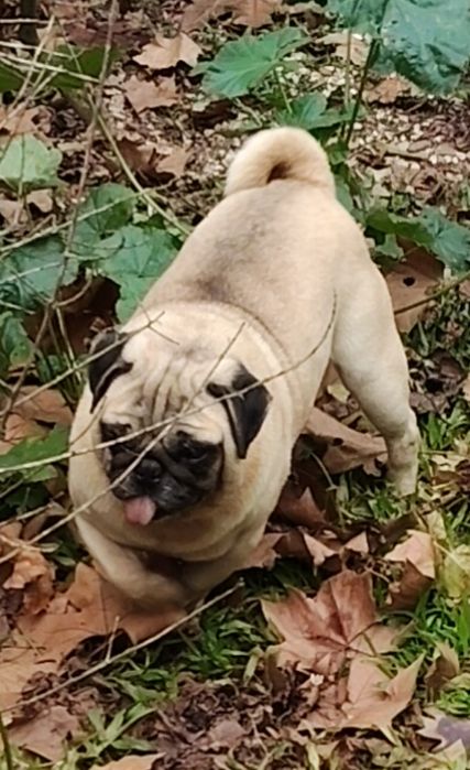 Pug Carlin Adulto