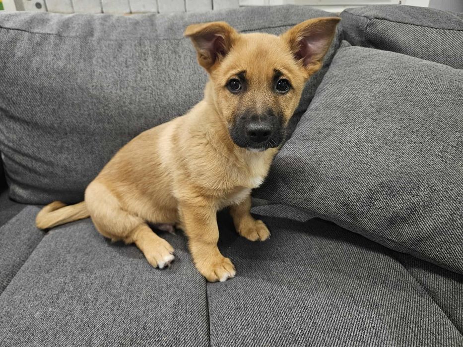 Mały bystry szczeniak, Maksio